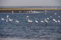2012-07-12 Namibia 110 - Walfischbucht (Walvis Bay) - Flamingos